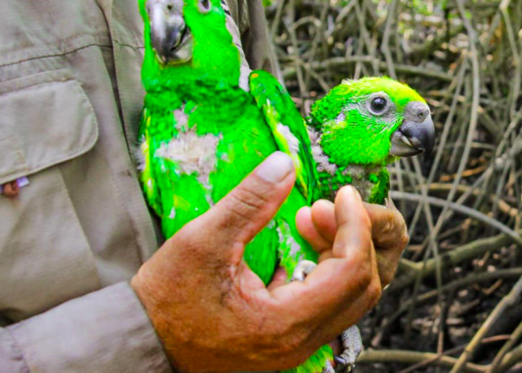 Autoridades celebran el Día Mundial de la Vida Silvestre y el 50 aniversario de la CITES