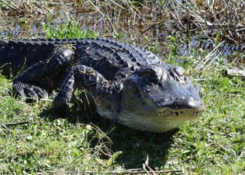 (VIDEO) Un caimán de 3 metros se pavonea en una lujosa comunidad de Florida