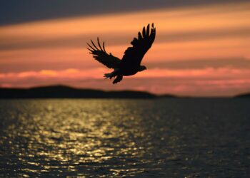 Descubren una especie de águila gigante que vivió en Australia hace más de 50.000 años