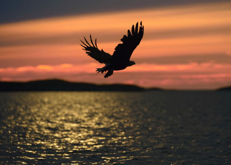 Descubren una especie de águila gigante que vivió en Australia hace más de 50.000 años