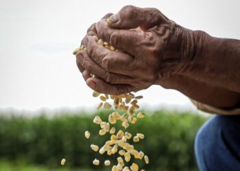 Gobierno salvadoreño traza ruta para la seguridad alimentaria
