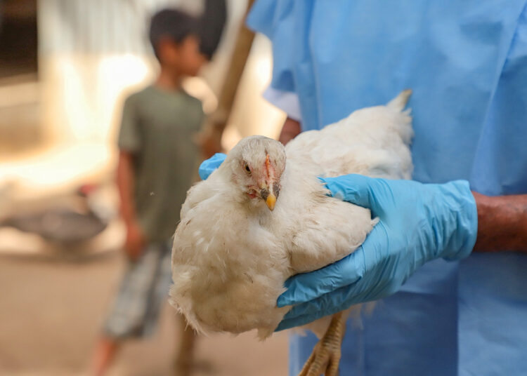 MAG inspecciona granjas de aves de corral, a fin de prevenir la influenza aviar