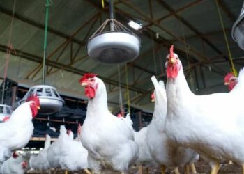 Uruguay confirmó más de 70 casos de gripe aviar en su territorio