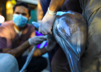 Delfín varado en playa Costa del Sol recibió atención por parte del Medio Ambiente