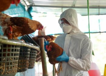 Tres granjas de pollo en Aguascalientes, México fueron puesta en cuarentena al encontrar un brote de virus de influenza aviar