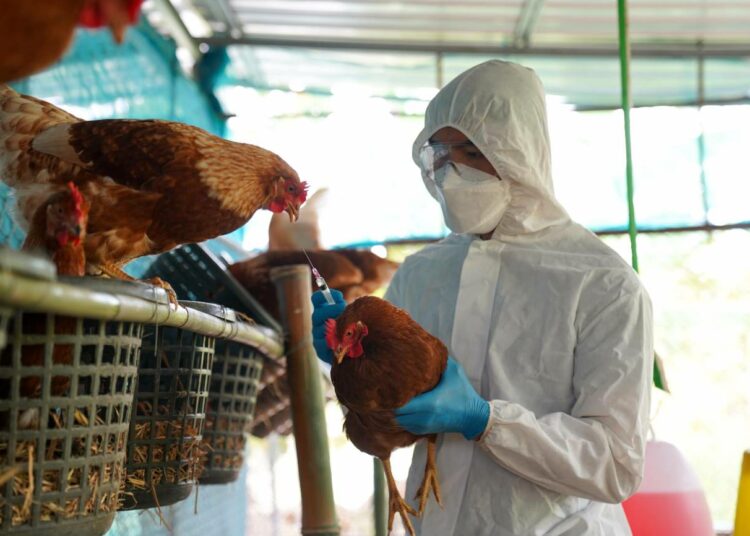 Tres granjas de pollo en Aguascalientes, México fueron puesta en cuarentena al encontrar un brote de virus de influenza aviar