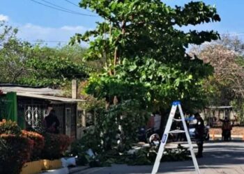 Hombre muere electrocutado mientras podaba un árbol