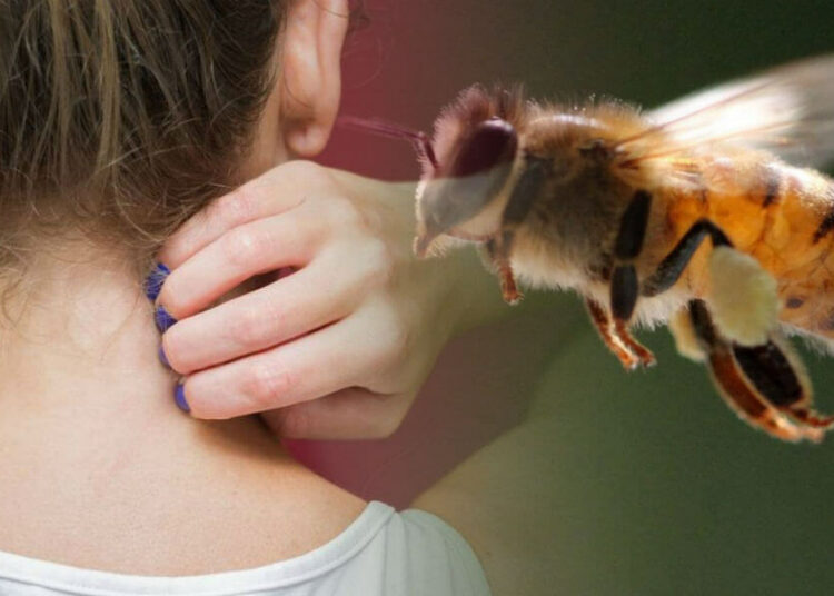 Autoridades asisten a 15 alumnos que fueron picados por un enjambre de abejas en La libertad