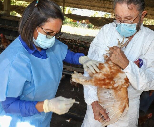 Laboratorios del MAG confirman que el país esta libre de gripe aviar gracias a muestra de sangre en aves