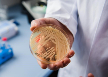 Alarma a Estados Unidos por Cándida Auris: un hongo mortal e intratable