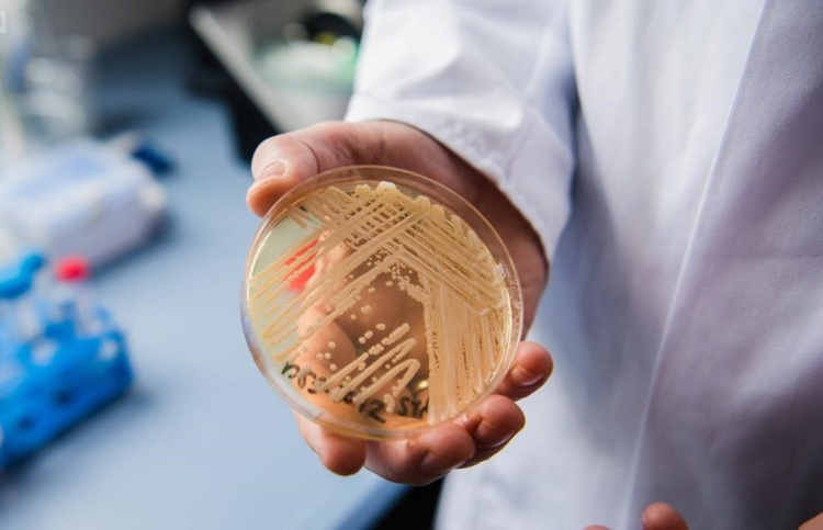 Alarma a Estados Unidos por Cándida Auris: un hongo mortal e intratable