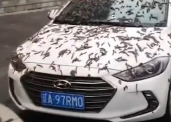 (VIDEO) Una «lluvia de gusanos » aterra en China