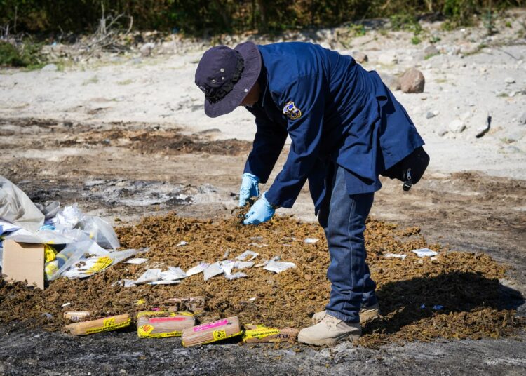 Autoridades destruyen droga valorada en $360 mil