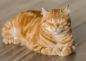 ¿Por qué ronronean los gatos? La ciencia ofrece varias explicaciones