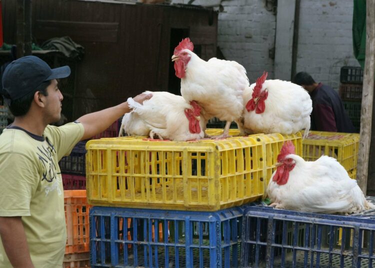 La OMS alerta que la gripe aviar podría propagarse de persona a persona y causar una nueva pandemia