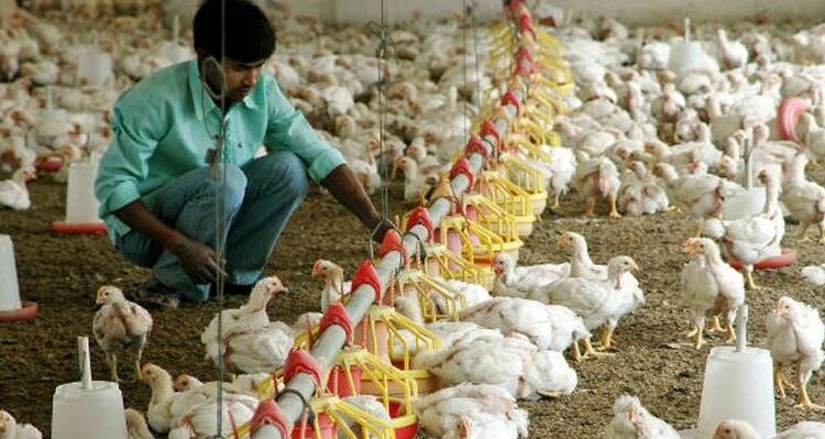 ¿Los pollos son animales? Una corte de la India definirá el futuro de las empresas avícolas
