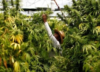 Autorizan primera empresa de cannabis industrial en México