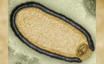 Científicos reviven un «virus zombie» que ha estado 48.500 años congelado en el permafrost de Siberia
