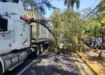 Una rastra derribó las ramas de un árbol sobre la alameda Manuel Enrique Araujo causando tráfico pesado