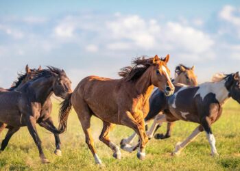 Revelan que los caballos podrían haber ‘colonizado’ Norteamérica antes de la llegada de españoles