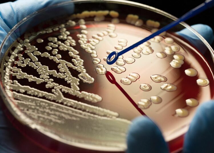 Expertos de Harvard crearon una ‘superbacteria’ inmune a todas las infecciones virales de la naturaleza