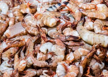 MAG anuncia veda de camarón de mar a partir del 2 de mayo