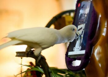 Loros domésticos aprenden a hacer videollamadas para sobrellevar la soledad