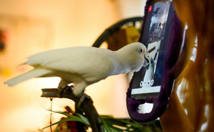 Loros domésticos aprenden a hacer videollamadas para sobrellevar la soledad