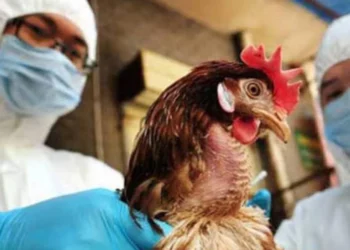 China reporta la primera muerte humana por gripe aviar H3N8