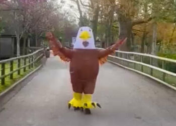Un zoológico en Inglaterra busca personas que se disfracen de pájaro para asustar gaviotas