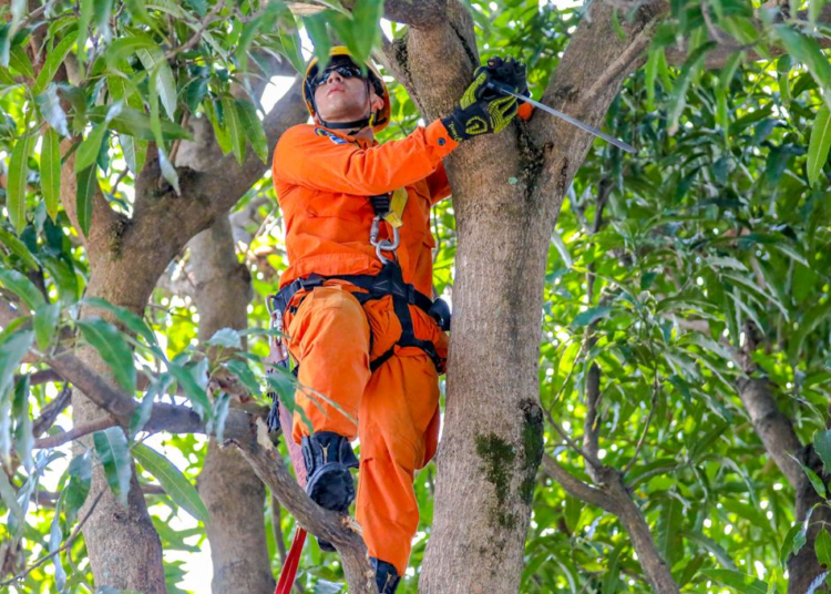 Autoridades continúan con la poda de árboles