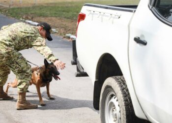 Unidad canina a cargo de la Fuerza Armada recibe entrenamiento constante para detectar drogas y explosivos