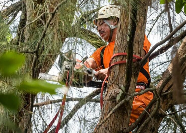 Previenen emergencias con el descopado de árboles en diferentes comunidades del AMSS