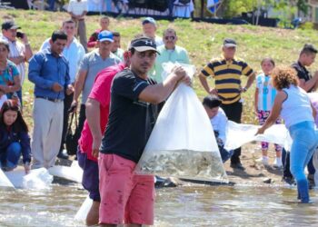 MAG repobló la laguna de Metapán con 25,000 alevines de tilapia