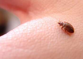 Un preso muere «devorado vivo» por chinches en una cárcel de EE.UU.