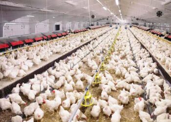 Un hombre es enviado a prisión por asustar hasta la muerte a miles de pollos