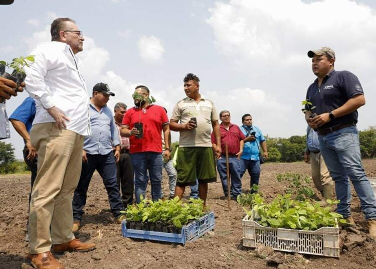 Entregan pasto mejorado a ganaderos de cooperativa de Sonsonate