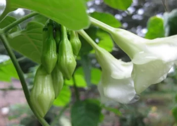 CONAMYPE anuncia el Tercer Festival del Loroco en San Pedro Masahuat, La Paz