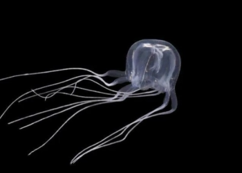 Descubren una medusa en forma de cubo con 24 ojos en China