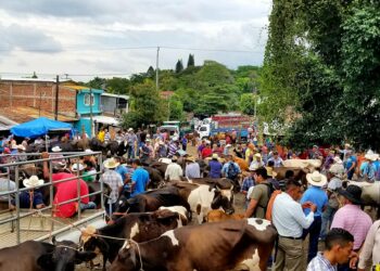 Asamblea aprueba Ley de Tiangues para que esta actividad cumpla con estándares de calidad