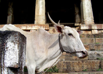 Hombre muere aplastado por una vaca que «cayó del cielo» tras ser embestida por un tren