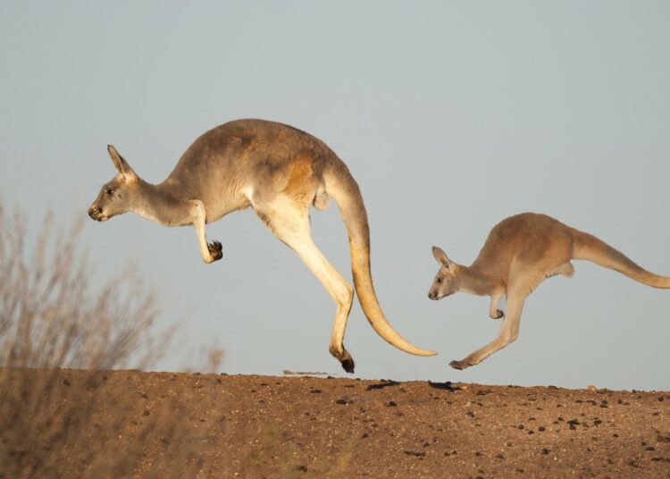 Ecologistas australianos apoyan la caza de canguros para que no mueran de hambre