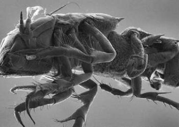 Descubren más de 5.000 nuevas especies en aguas profundas del Pacífico