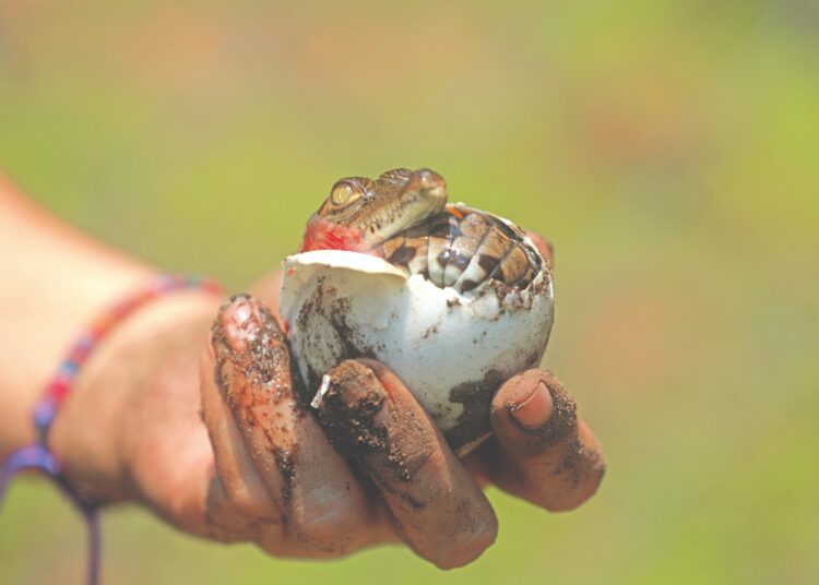 Medio Ambiente apoya en la conservación de cocodrilos en la Barra Santiago