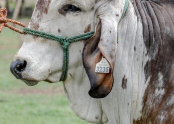MAG ejecuta proyecto de recolección de material genético bovino