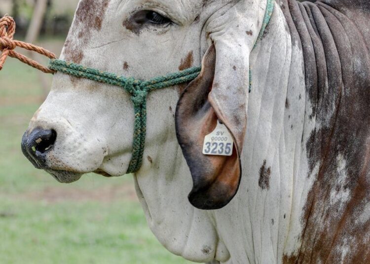 MAG ejecuta proyecto de recolección de material genético bovino