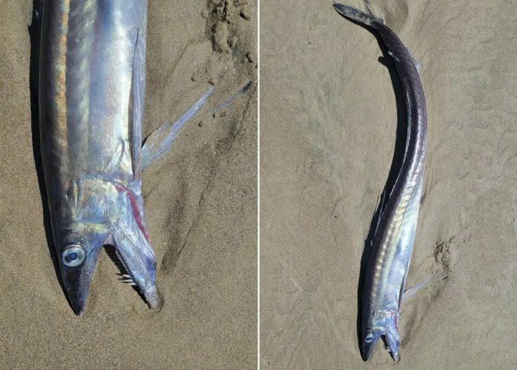 Escurridizos peces caníbales aparecen en las playas de EE.UU. y nadie sabe por qué