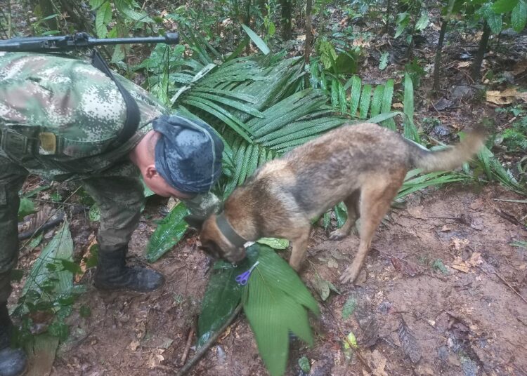 Cuatro niños indígenas sobreviven accidente aéreo y aparecen vivos en selva de Colombia