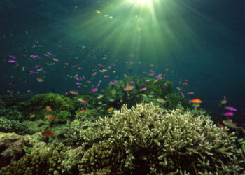 Los científicos están alarmados, la temperatura de los océanos está «por las nubes»