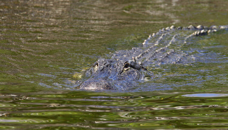 (VIDEO) México: Cocodrilos han sido avistados en el río Bravo y amenazan el paso de migrantes en la frontera con Estados Unidos